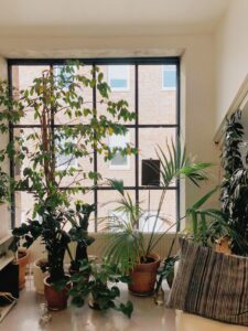 Pflanzen in Räumen