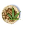 Autoflower Samen_Ganja Farmer